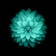 Flowers Wallpapers and Backgrounds Download on Windows