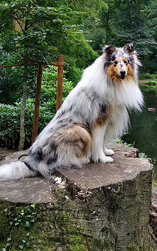 Android application Collie Wallpapers screenshort