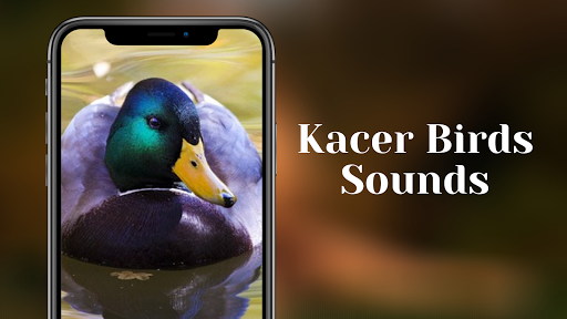 Android application Kacer Birds Sounds screenshort