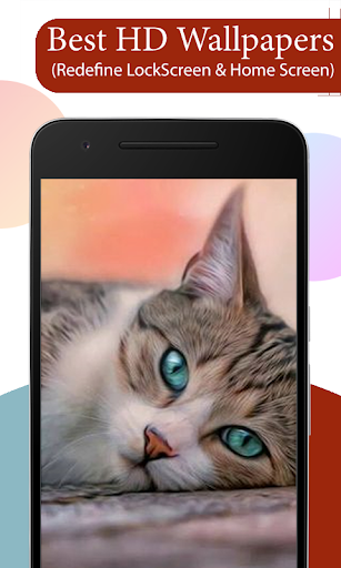 Cute Cat Wallpapers HD