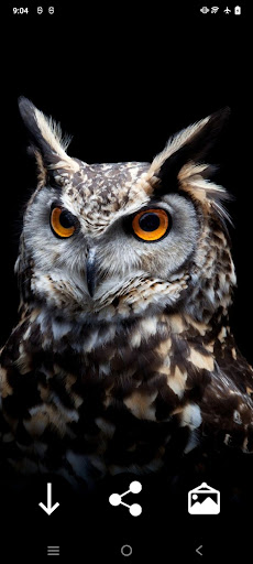 Android application Owl Wallpapers: Night predator screenshort