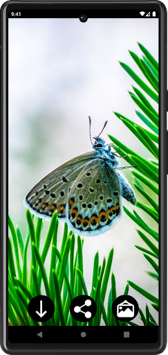 Android application Butterfly Wallpapers screenshort