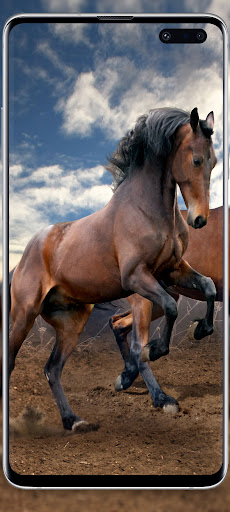 Horse love wallpapers