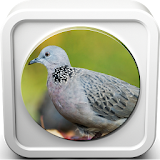 Spotted Dove Sound Collections icon