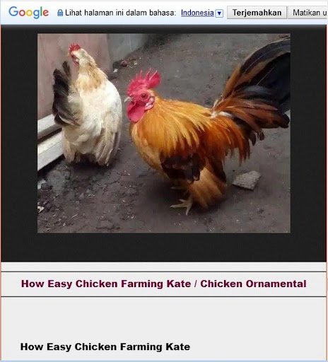 How to Complete Kate Chickens