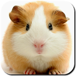 Cover Image of Tải xuống Hamster Wallpapers  APK