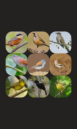 Argentina bird sounds screenshot 0