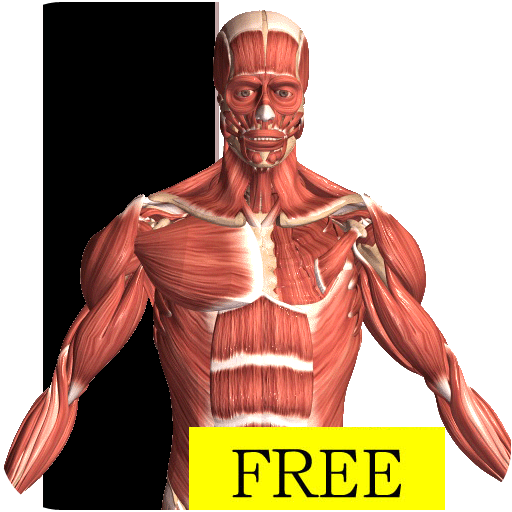 Visual Anatomy Free