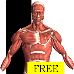 Cover Image of Download Visual Anatomy Free  APK