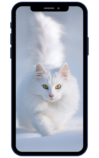 Cat Wallpapers Screen 3