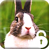 Hare Rabbit HD Lock icon