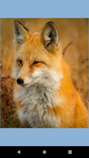 Android application Fox photos wallpaper screenshort