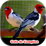 Cover Image of Tải xuống Song of Meu Galo de Campina  APK