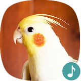 Appp.io - Cockatiel Sounds icon