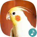 Appp.io - Cockatiel Sounds