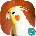 Appp.io -Appp.io - Cockatiel Sounds 