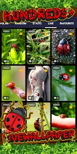 ladybug wallpaper