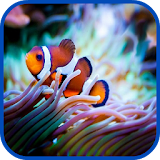 Real Aquarium Fish Images icon