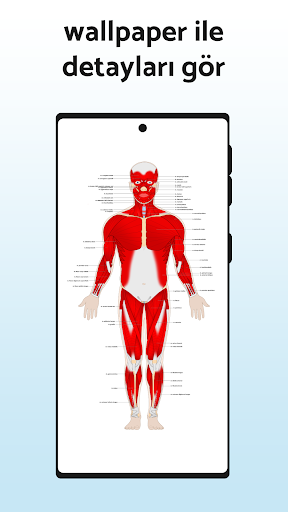 Anatomi notları ve quiz