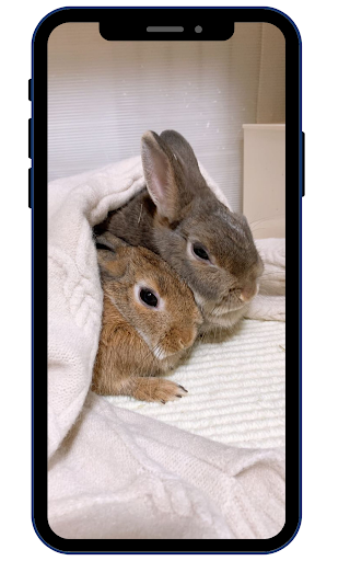 Cute Rabbit Wallpaper HD Screen 3