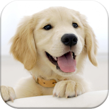 Dog Pairs - Memory Match Game icon