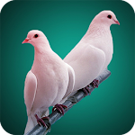 Cover Image of Unduh Pigeon Full HD Wallpaper  APK