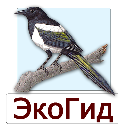ЭкоГид: Птицы средней полосы تنزيل على نظام Windows