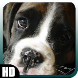 Boxer Dog Wallpaper icon