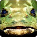 Cover Image of Download Predator Fish Wallpapers 1.0 APK