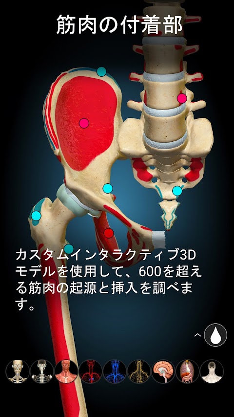 Anatomy Learning - 3D解剖学のおすすめ画像4