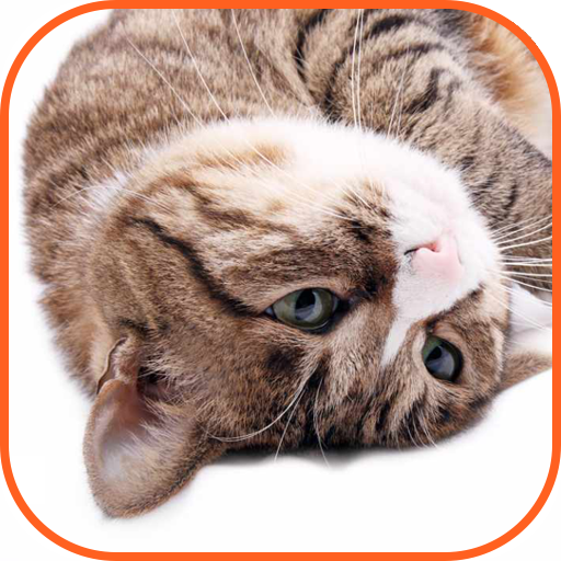 Cats purring logo