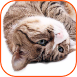 Cover Image of Download Cats purring  APK