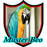 Master Kicau Beo icon