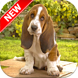 Basset Hounds Wallpapers icon