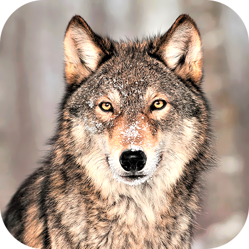 Wolf Wallpaper 2023 Download on Windows