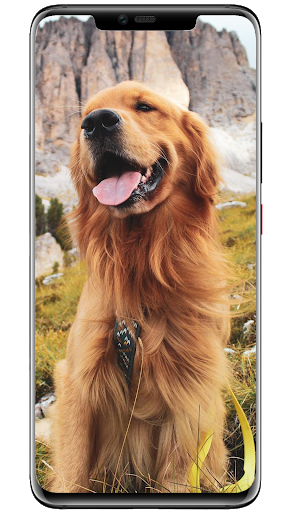 Wallpapers Dogs Screen 3