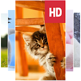 Cute HD Wallpapers icon