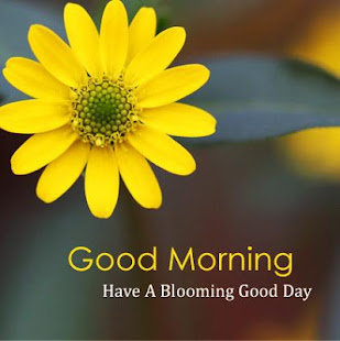 Good morning Flower Wallpapers Colorful Roses 4K  Screenshots 19
