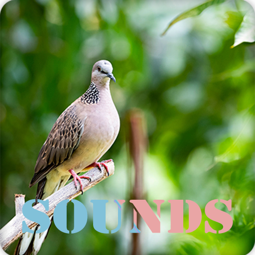 Spotted Dove Bird Sound Download on Windows