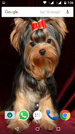 Yorkshire Terrier Dog Wallpape