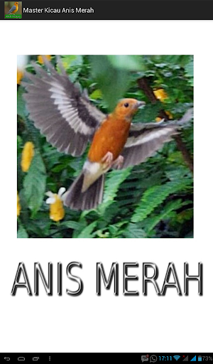 Android application Master Kicau Anis Merah screenshort
