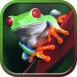 Frogs Wallpapers icon