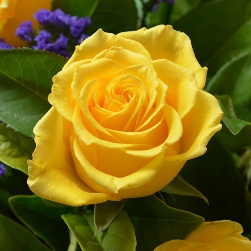 Yellow Rose Wallpaper HD