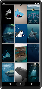 Shark Wallpapers