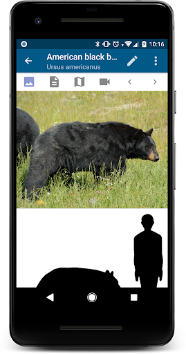 Stuarts North American Mammals Screenshot