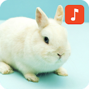 Rabbit Sound Effects