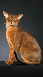 Abyssinian Wallpapers