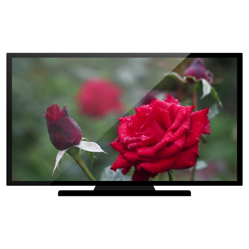 Roses on Chromecast