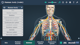 screenshot of Human body (male) 3D scene