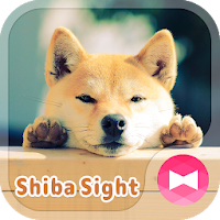 可愛い 壁紙アイコン 柴犬の視線 無料 Androidアプリ Applion